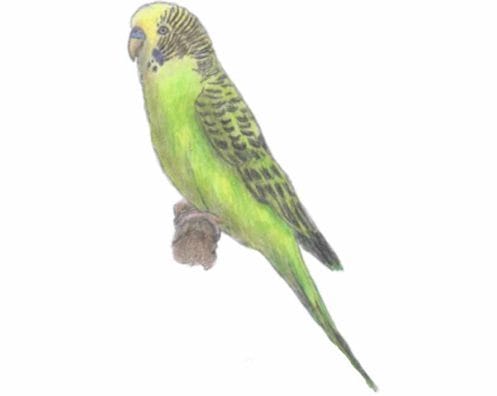 Рисунки для срисовки попугай (29 фото) #27