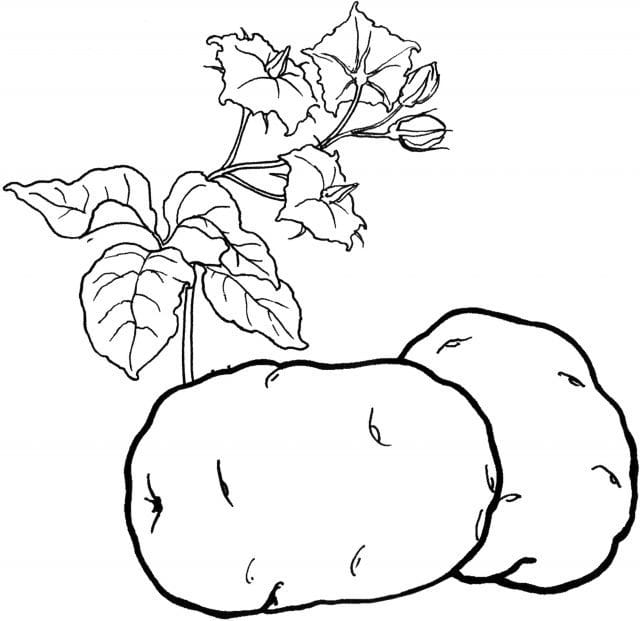 Рисунки овощи карандашом для детей (31 фото) #28