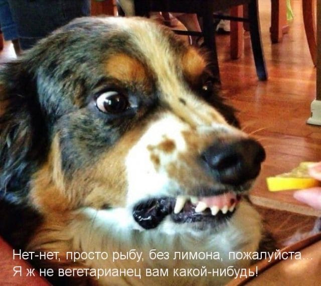 Смешные картинки с собаками с надписями (35 фото) #27