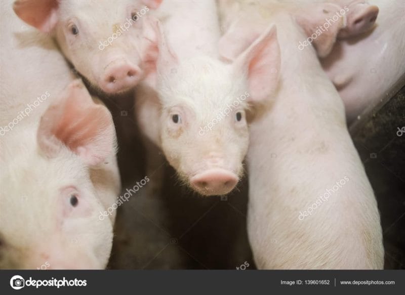 Смешные картинки про свиней (65 фото) #96