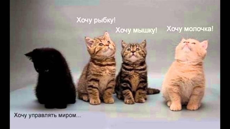 Смешные картинки про кошек с надписями (35 фото) #73