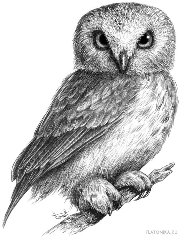 Рисунки птицы карандашом для детей (63 фото) #94