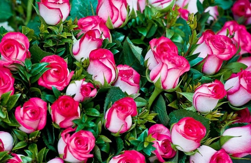 Самые красивые фото цветов и букетов роз (35 фото) #55