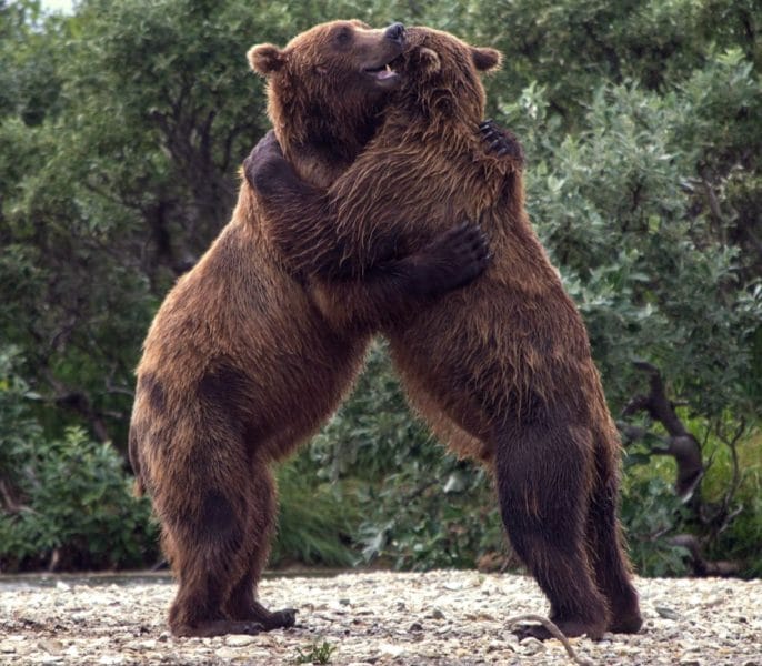 Смешные картинки с медведями (95 фото) #129