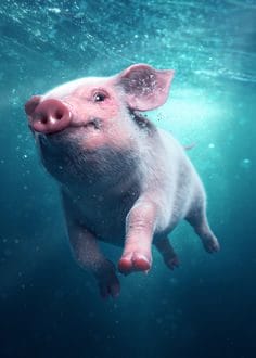 Смешные картинки про свиней (65 фото) #28