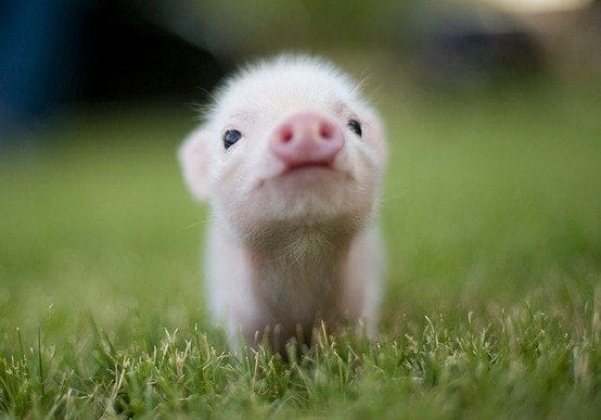 Смешные картинки про свиней (65 фото) #29