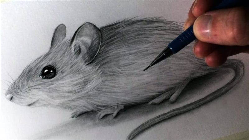 Рисунки мышки карандашом для детей (30 фото) #65