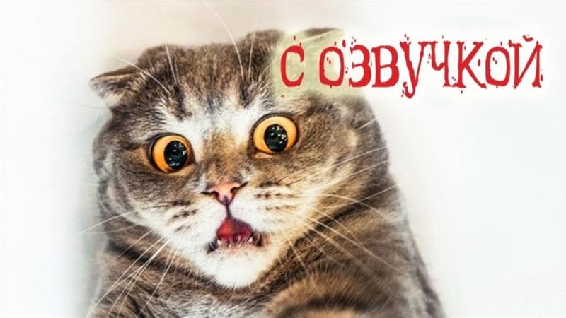 Смешные картинки про кошек с надписями (35 фото) #75