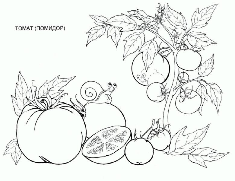 Рисунки овощи карандашом для детей (31 фото) #71