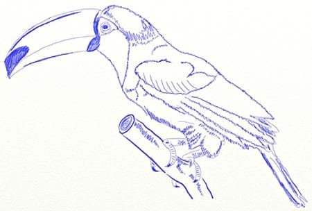 Рисунки птицы карандашом для детей (63 фото) #32