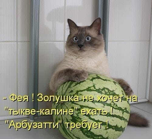 Смешные картинки про кошек с надписями (35 фото) #33