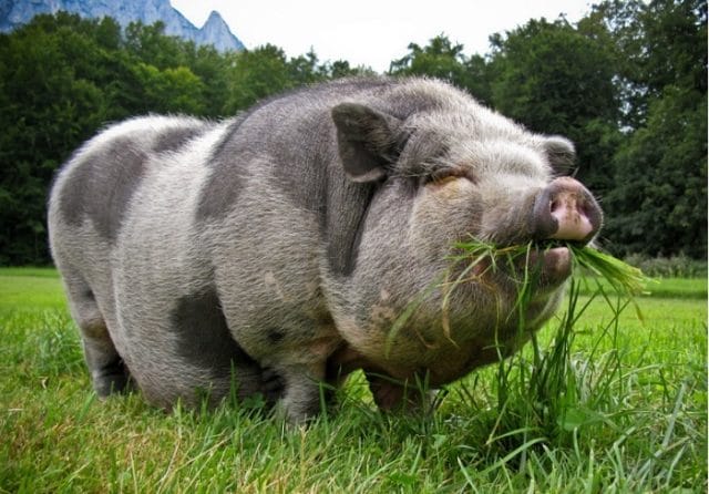Смешные картинки про свиней (65 фото) #30