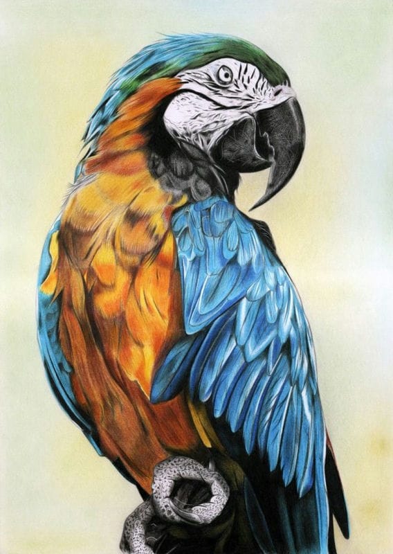 Рисунки для срисовки попугай (29 фото) #3