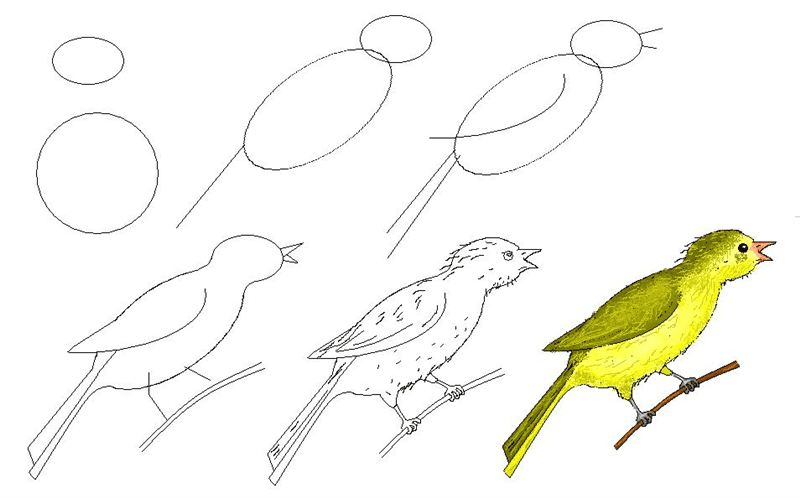 Рисунки птицы карандашом для детей (63 фото) #39