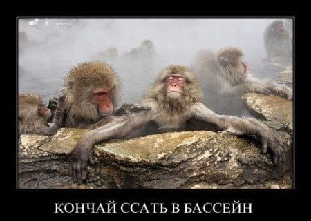 Смешные картинки обезьян (14 фото) #3