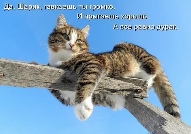 Смешные картинки про кошек с надписями (35 фото) #6