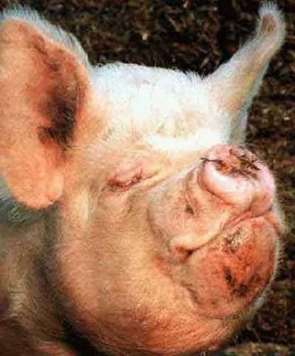 Смешные картинки про свиней (65 фото) #3