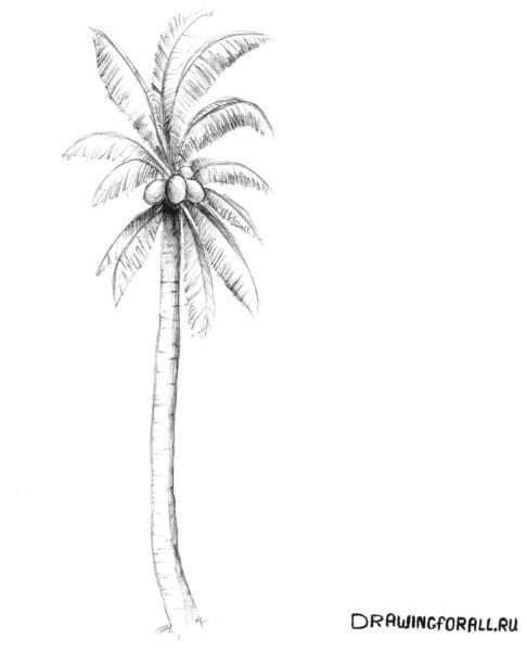 Рисунки карандашом пальма (30 фото) #52