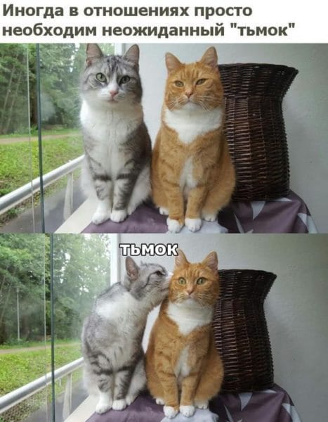 Смешные картинки про кошек с надписями (35 фото) #51