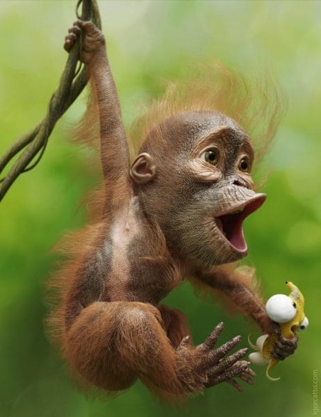Смешные картинки обезьян (14 фото) #25