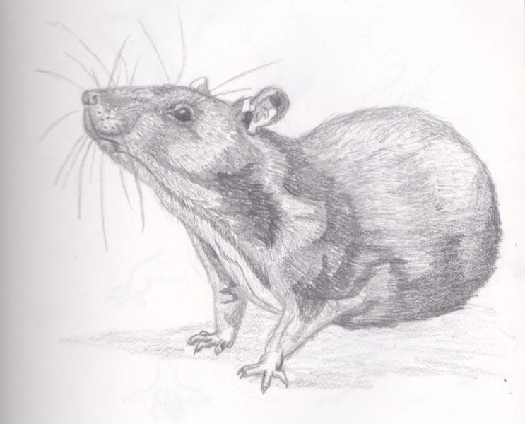 Рисунки мышки карандашом для детей (30 фото) #66
