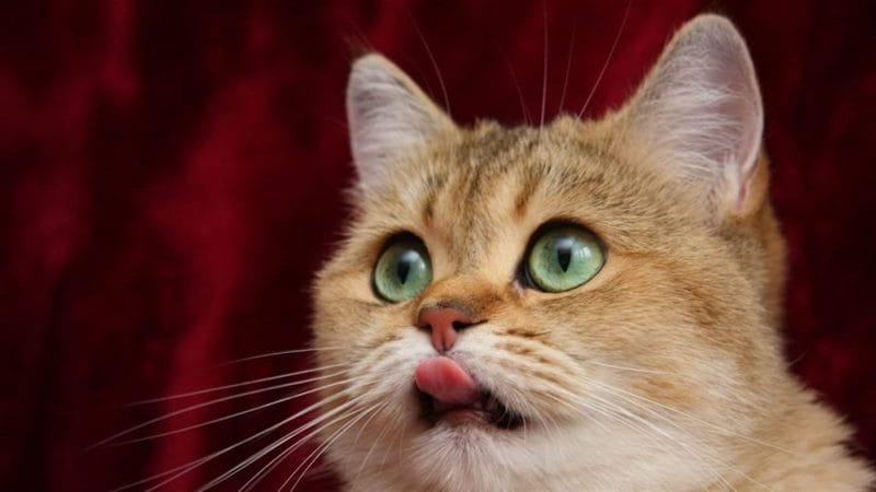 Смешные картинки про кошек с надписями (35 фото) #76