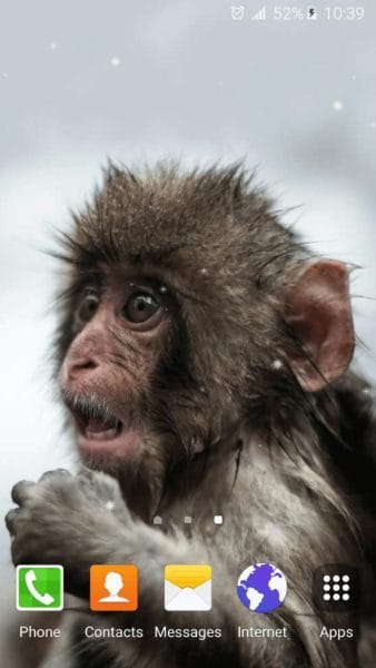 Смешные картинки обезьян (14 фото) #47