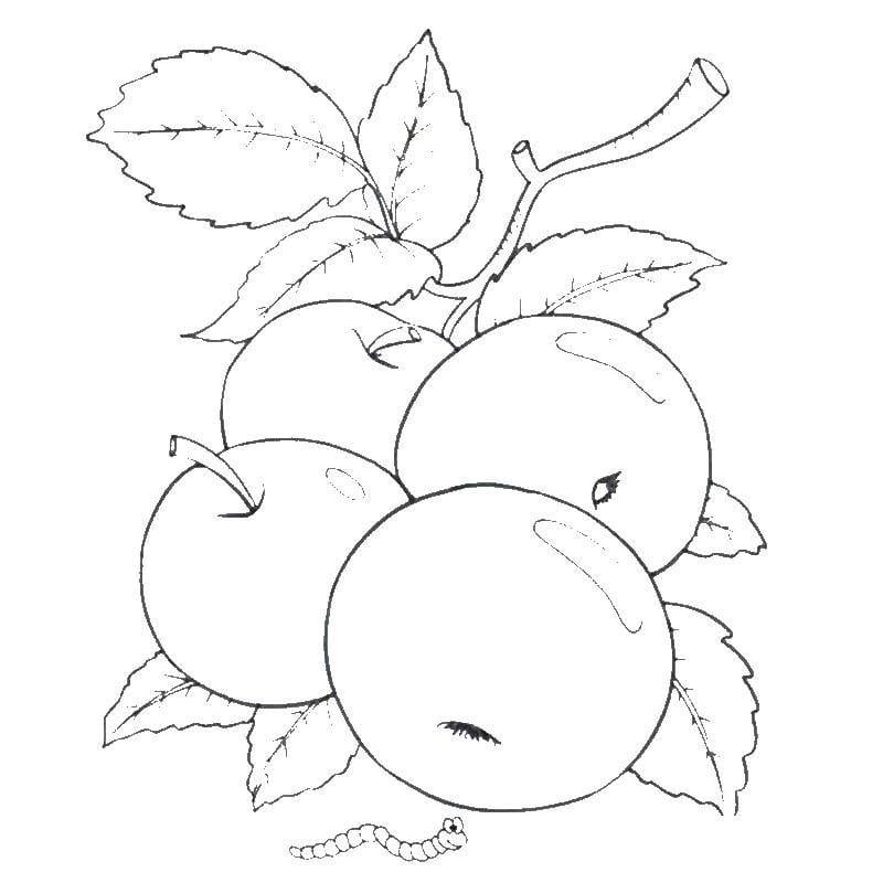 Рисунки карандашом для детей яблоки (48 фото) #42