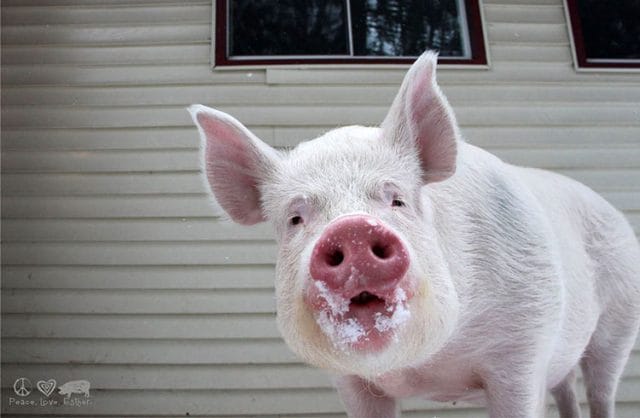 Смешные картинки про свиней (65 фото) #31