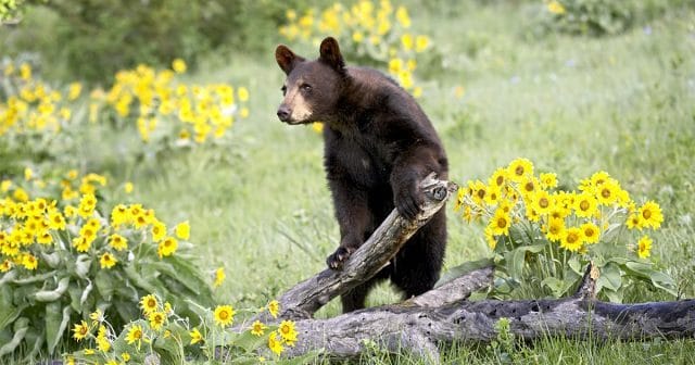 Смешные картинки с медведями (95 фото) #32