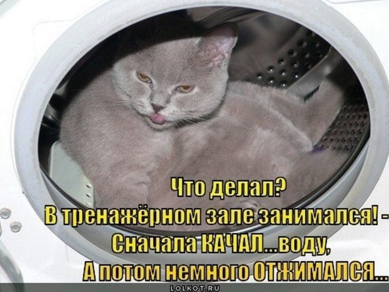 Смешные картинки про кошек с надписями (35 фото) #77