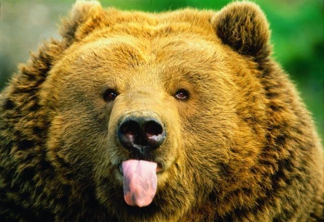 Смешные картинки с медведями (95 фото) #34