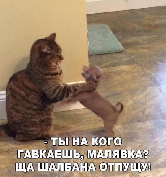 Смешные картинки про кошек с надписями (35 фото) #78