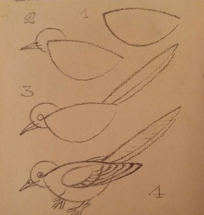 Рисунки птицы карандашом для детей (63 фото) #36