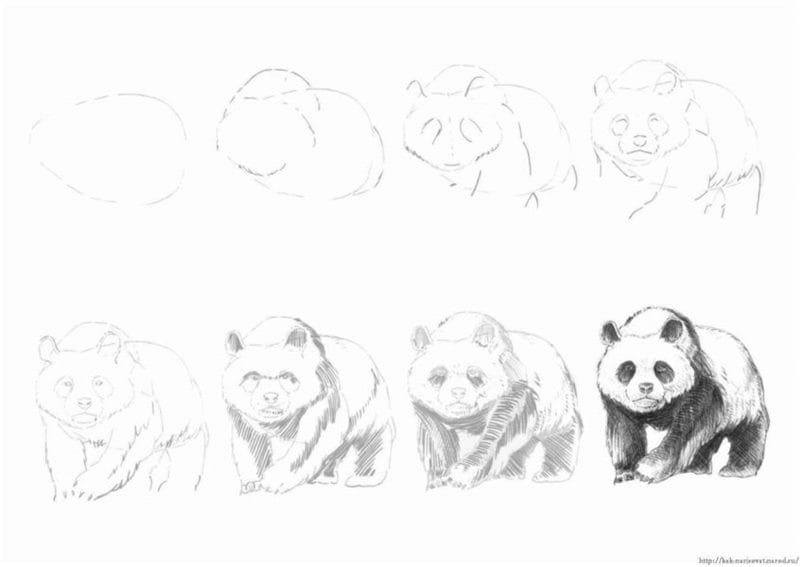 Рисунки медведя карандашом для детей (38 фото) #77