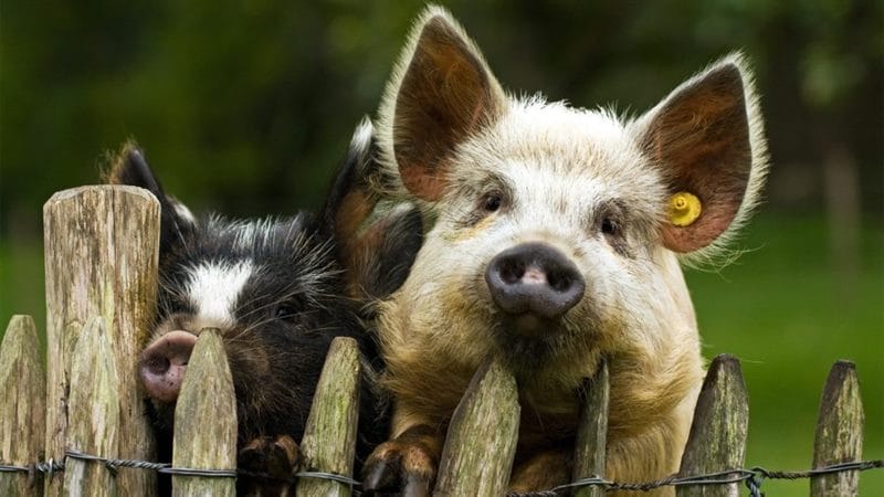 Смешные картинки про свиней (65 фото) #102