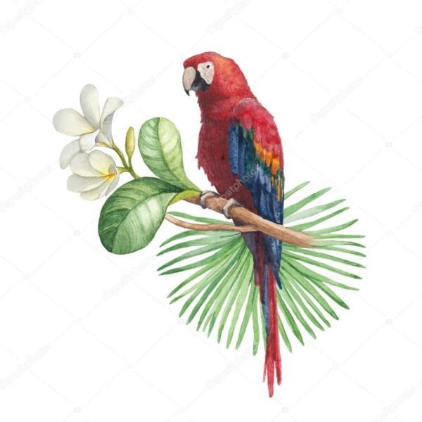 Рисунки для срисовки попугай (29 фото) #69