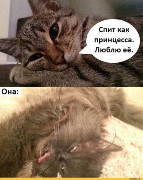 Смешные картинки про кошек с надписями (35 фото) #79
