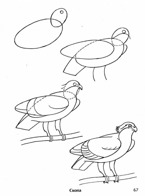 Рисунки птицы карандашом для детей (63 фото) #99