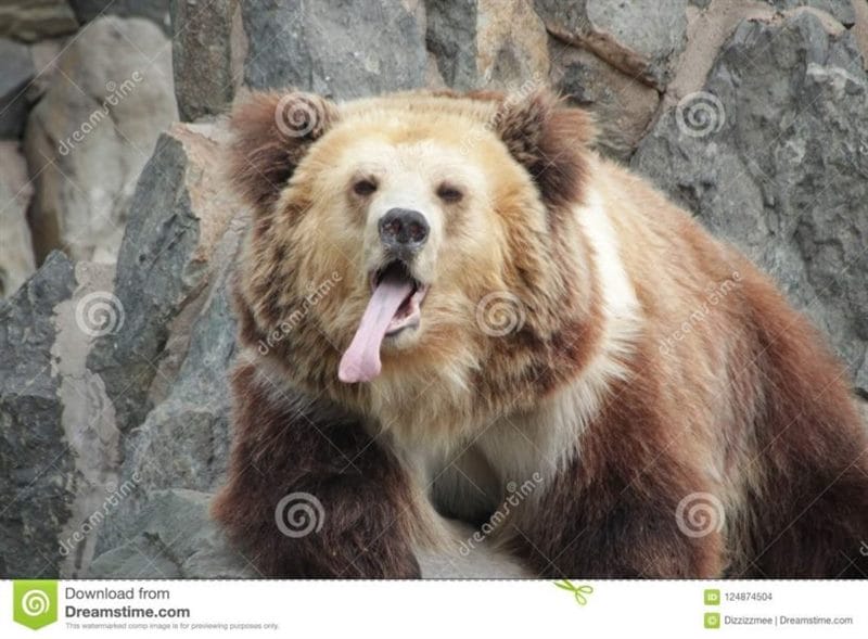 Смешные картинки с медведями (95 фото) #135