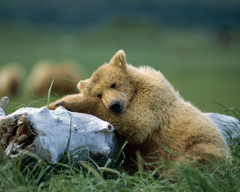 Смешные картинки с медведями (95 фото) #36