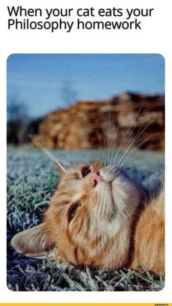 Смешные картинки про кошек с надписями (35 фото) #80
