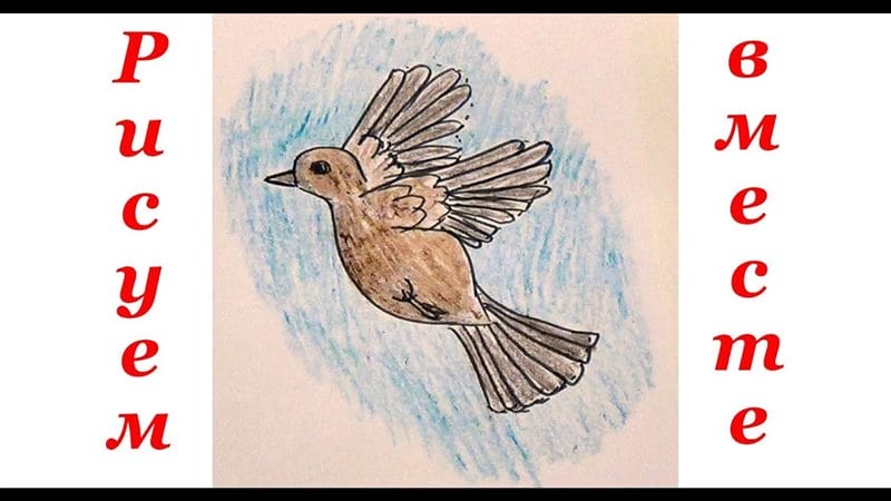 Рисунки птицы карандашом для детей (63 фото) #100