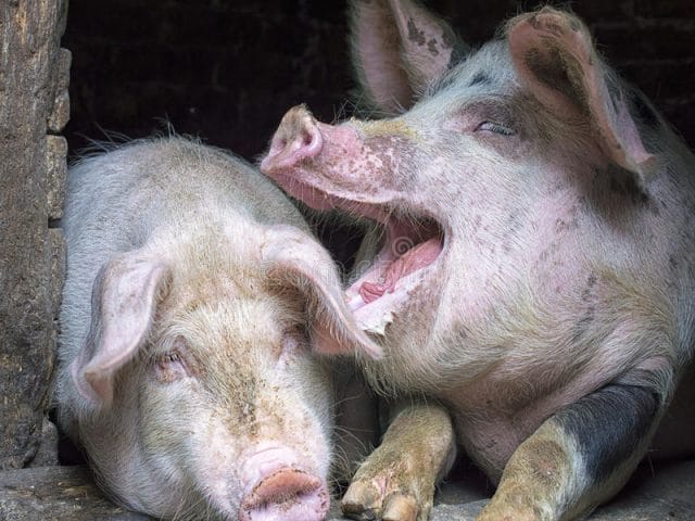 Смешные картинки про свиней (65 фото) #35