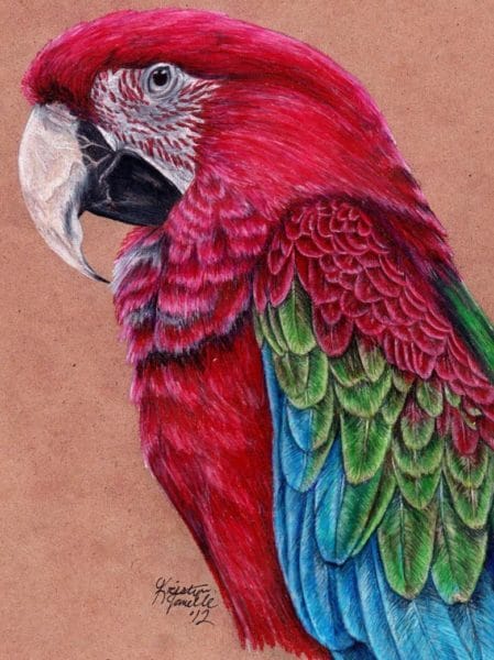 Рисунки для срисовки попугай (29 фото) #71