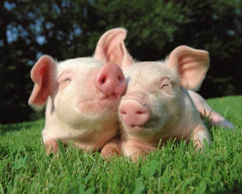 Смешные картинки про свиней (65 фото) #36