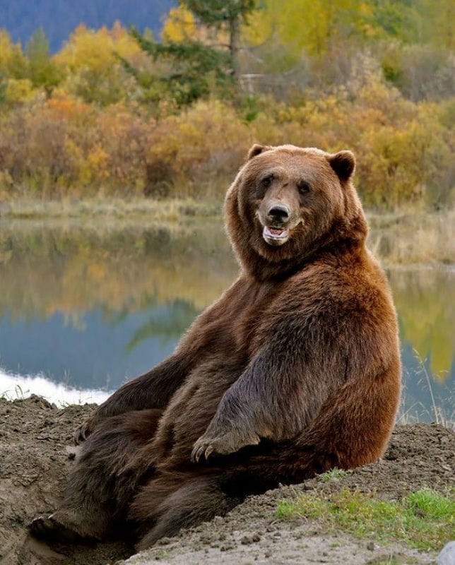 Смешные картинки с медведями (95 фото) #38