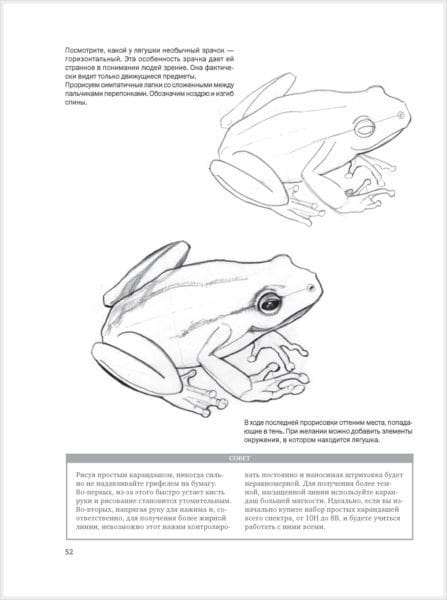Рисунки лягушки для срисовки (40 фото) #43