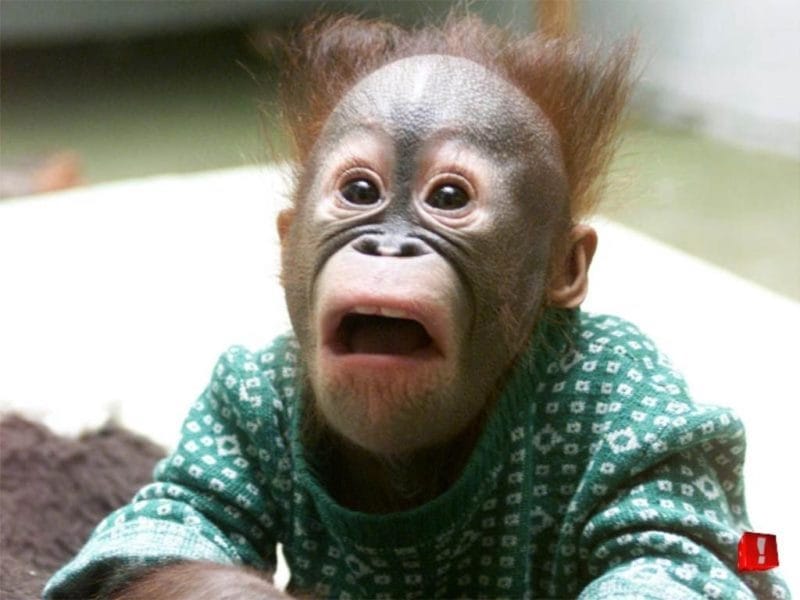 Смешные картинки обезьян (14 фото) #53