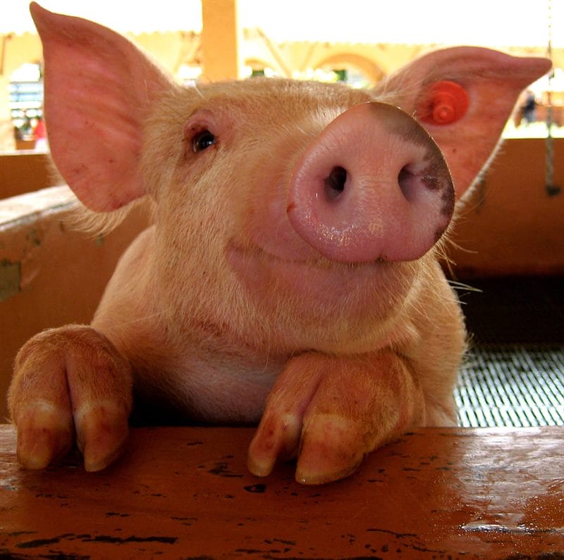 Смешные картинки про свиней (65 фото) #37